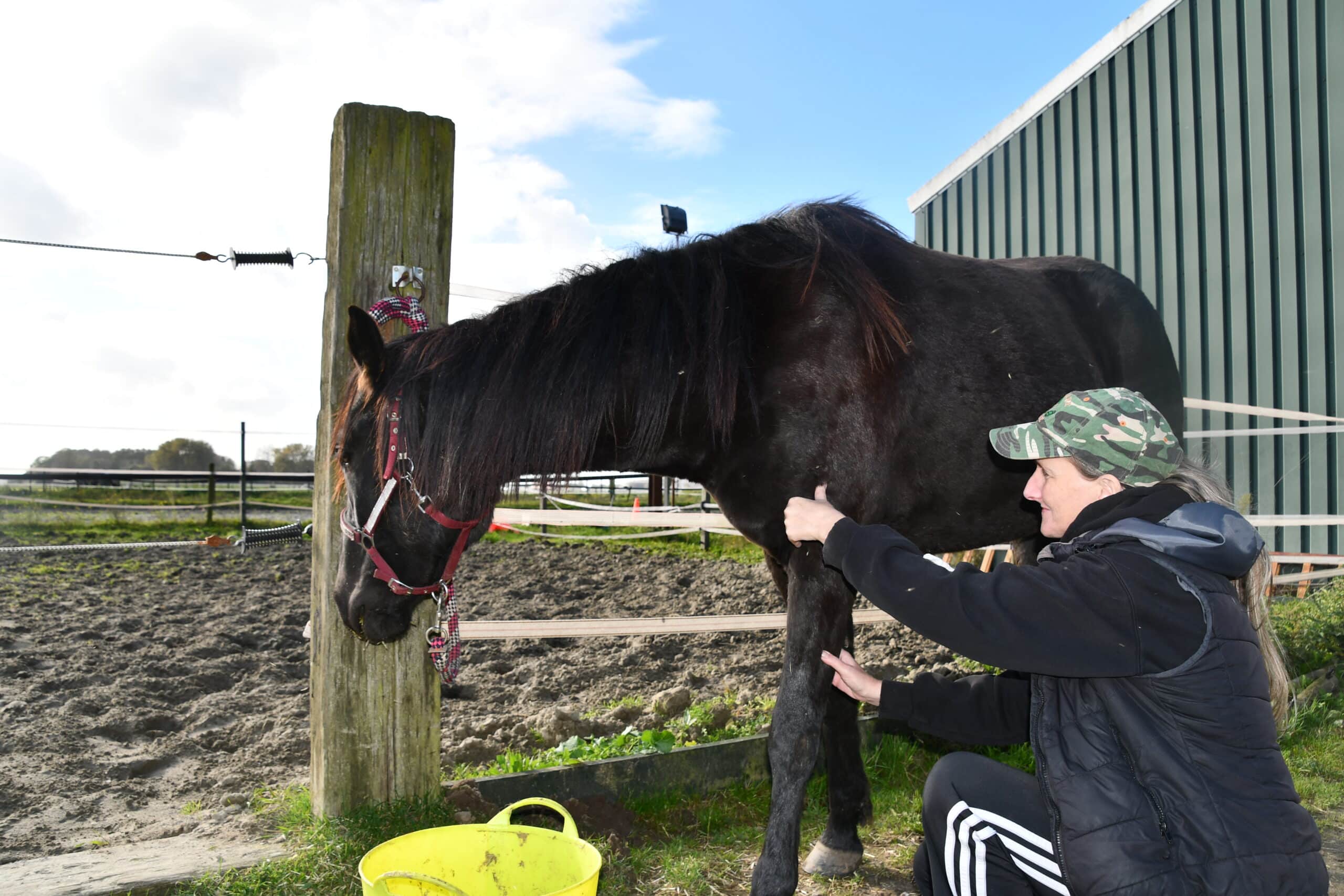 acupressuur behandeling paard