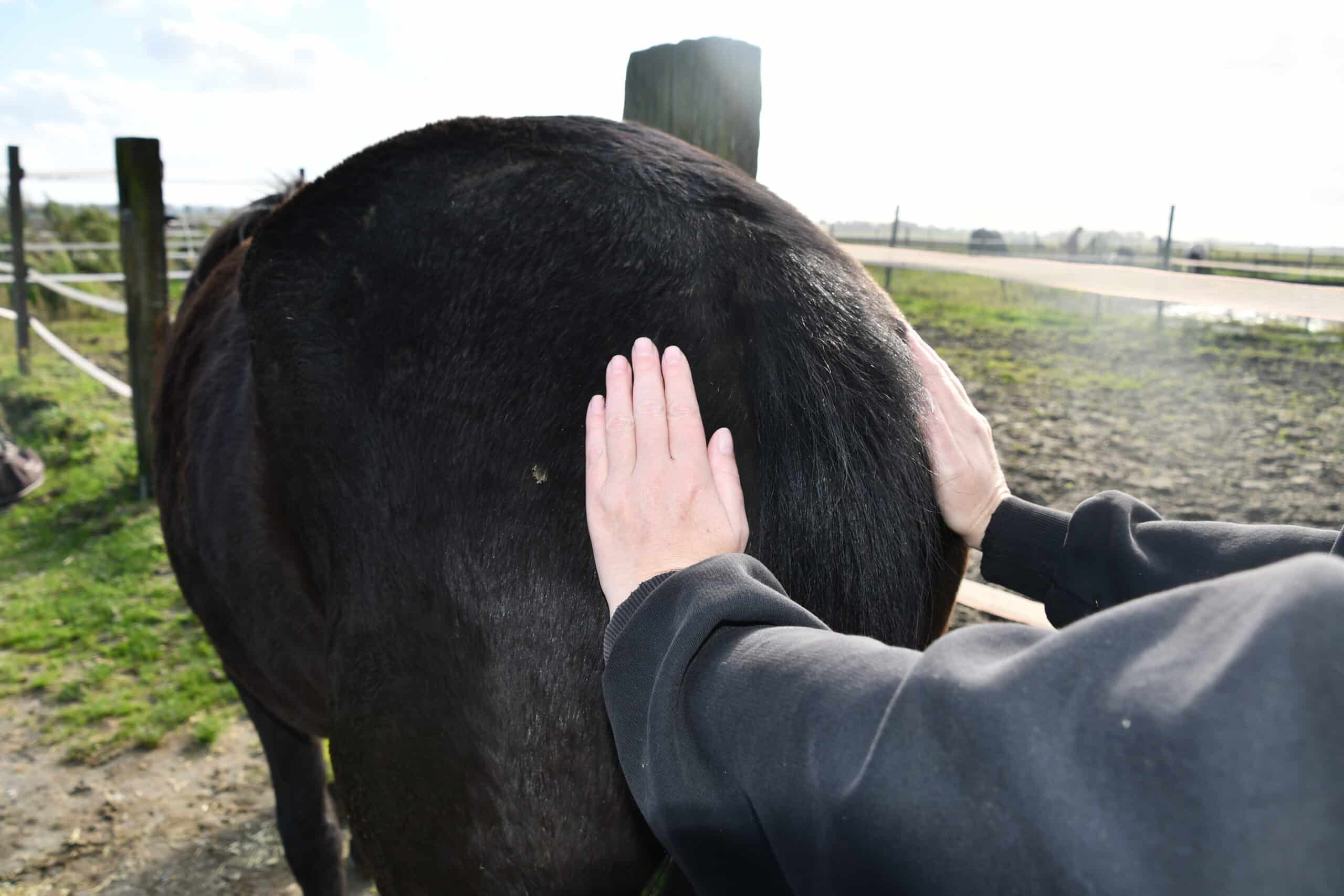 cranio sacraal voor paarden