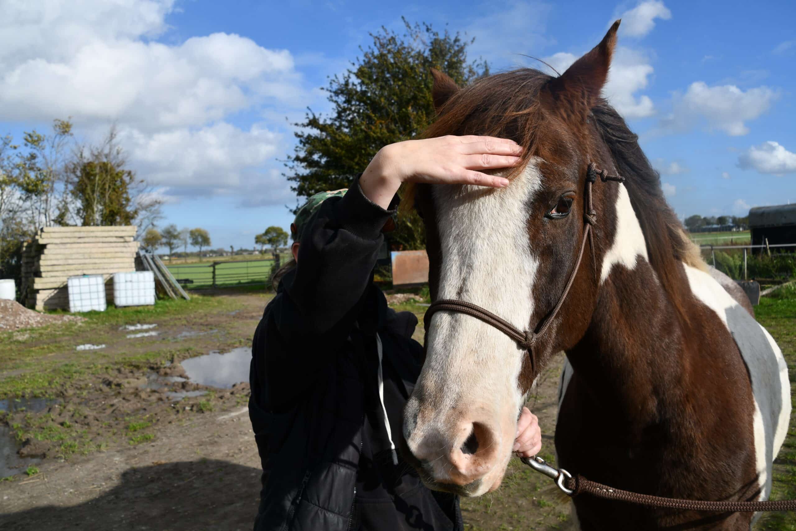 cranio sacraal behandeling paard