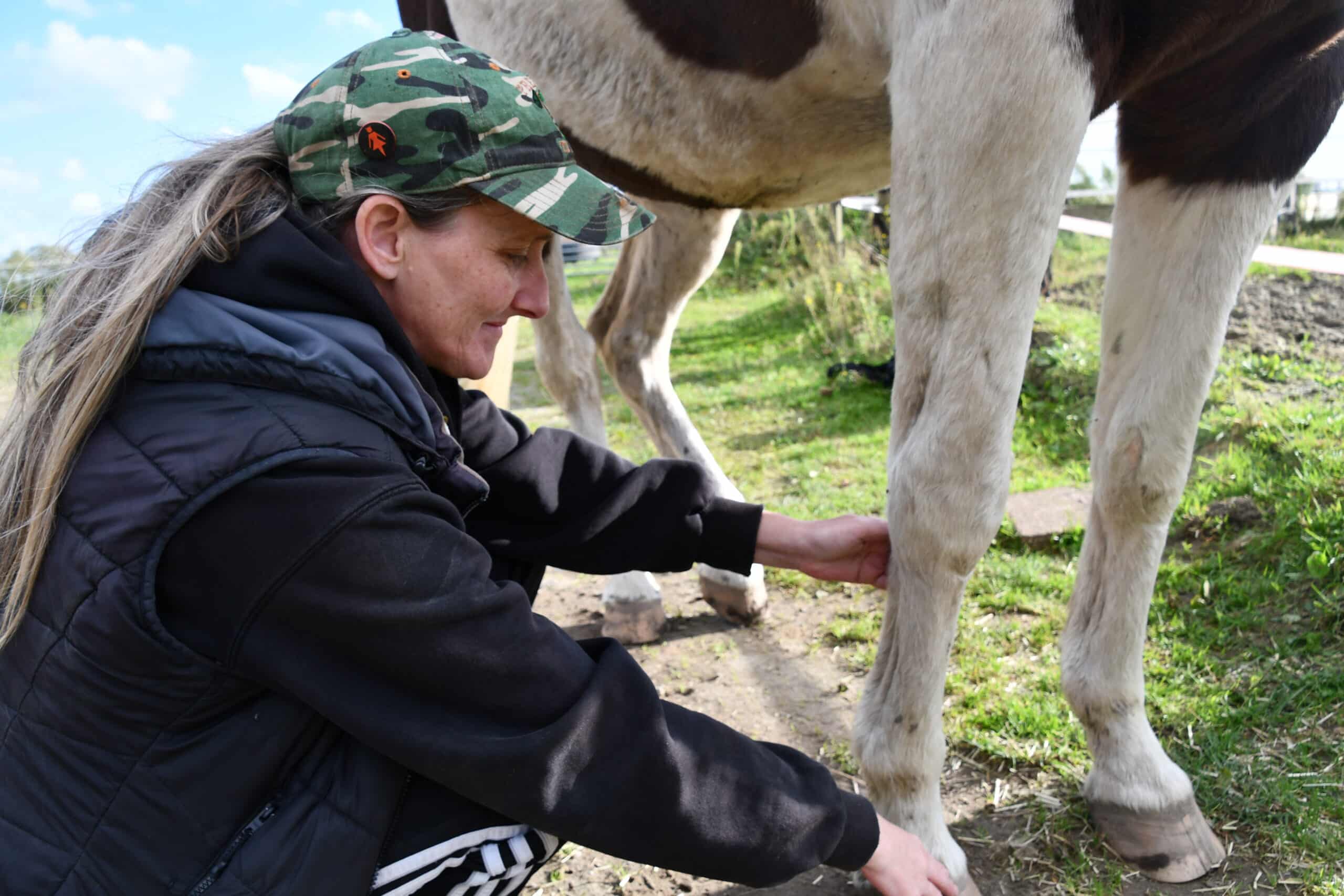 paarden shiastu behandeling