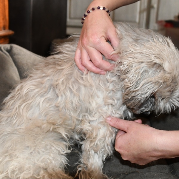 acupressuur bij hond met huidklachten