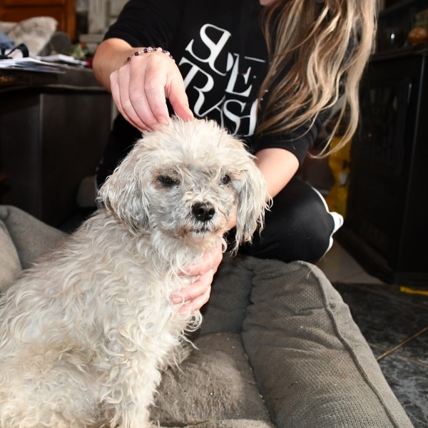 cranio sacraal voor honden