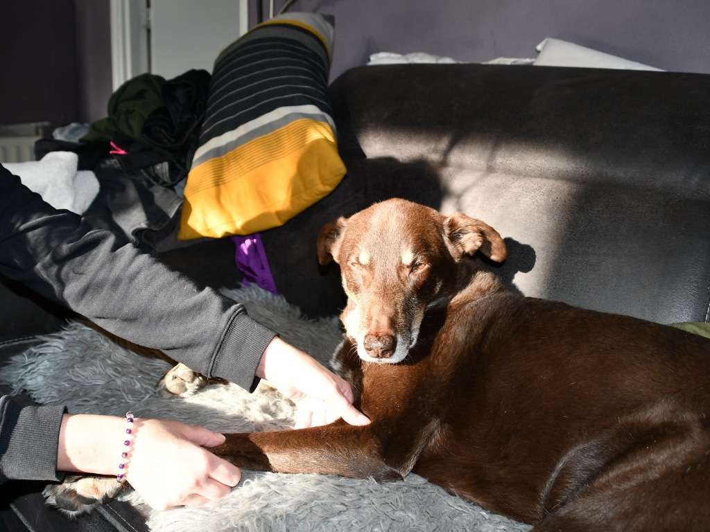 hero image acupressuur honden