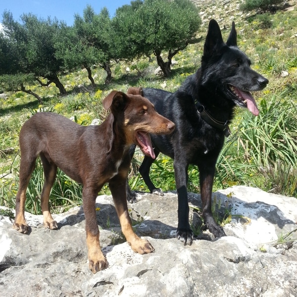 honden op een natuurlijke manier gezond en gelukkig