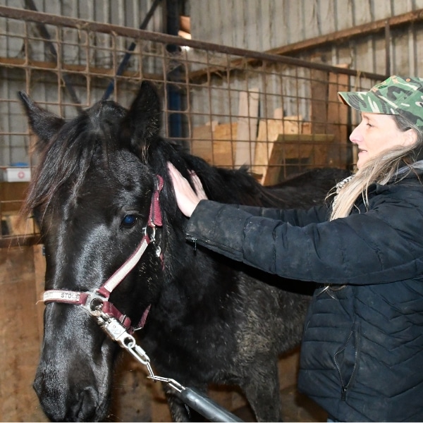 paard met last van de nek krijgt een massage