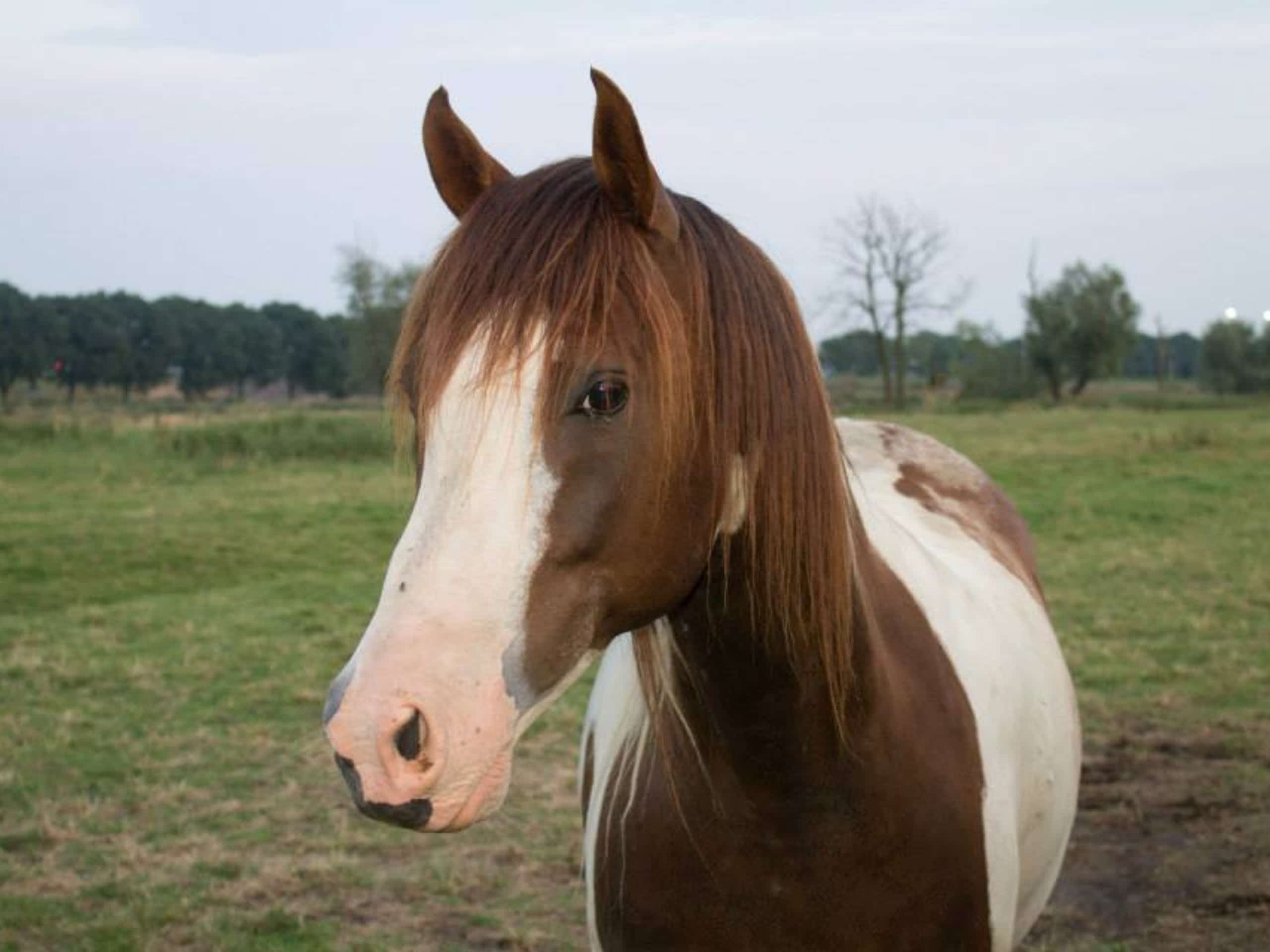 gezond paard