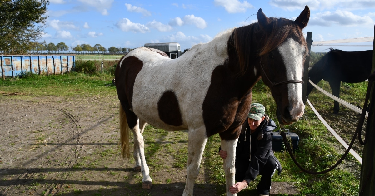 oud paard gezond