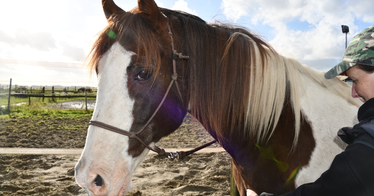 paard van 23 jaar oud gezond