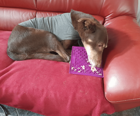 Ontwerp zonder titel (1) gestreste hond die rustig wordt door Thundershirt en likmat