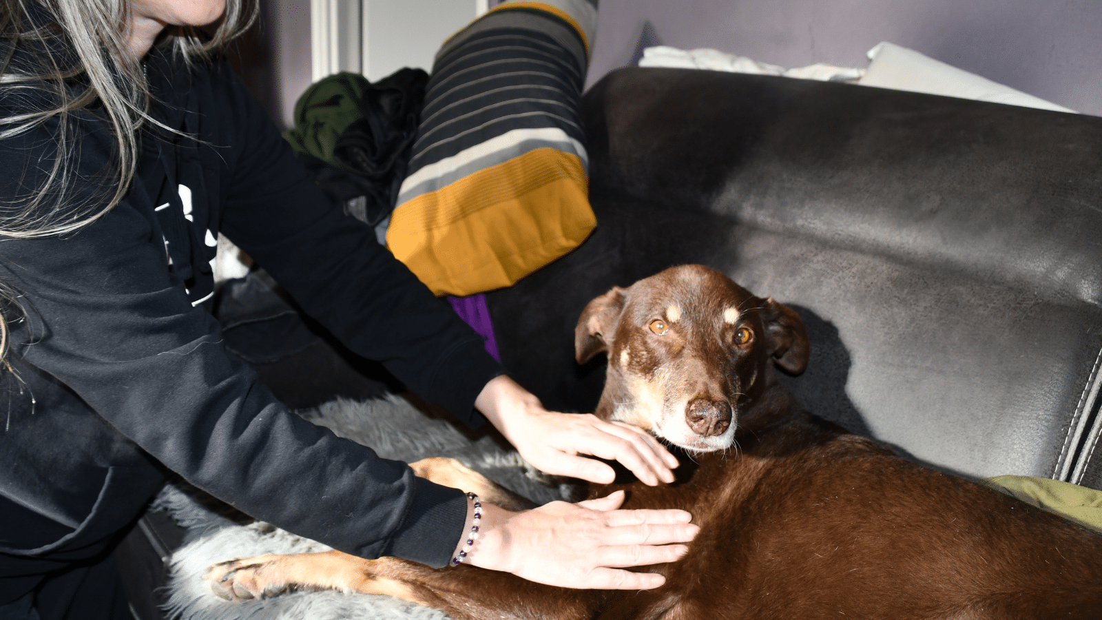 Zonder titel (1600 x 900 px) massage voor een gestreste hond