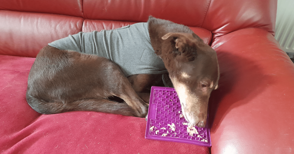 gestreste hond met thundershirt aan die aan een likmat likt om rustiger te worden