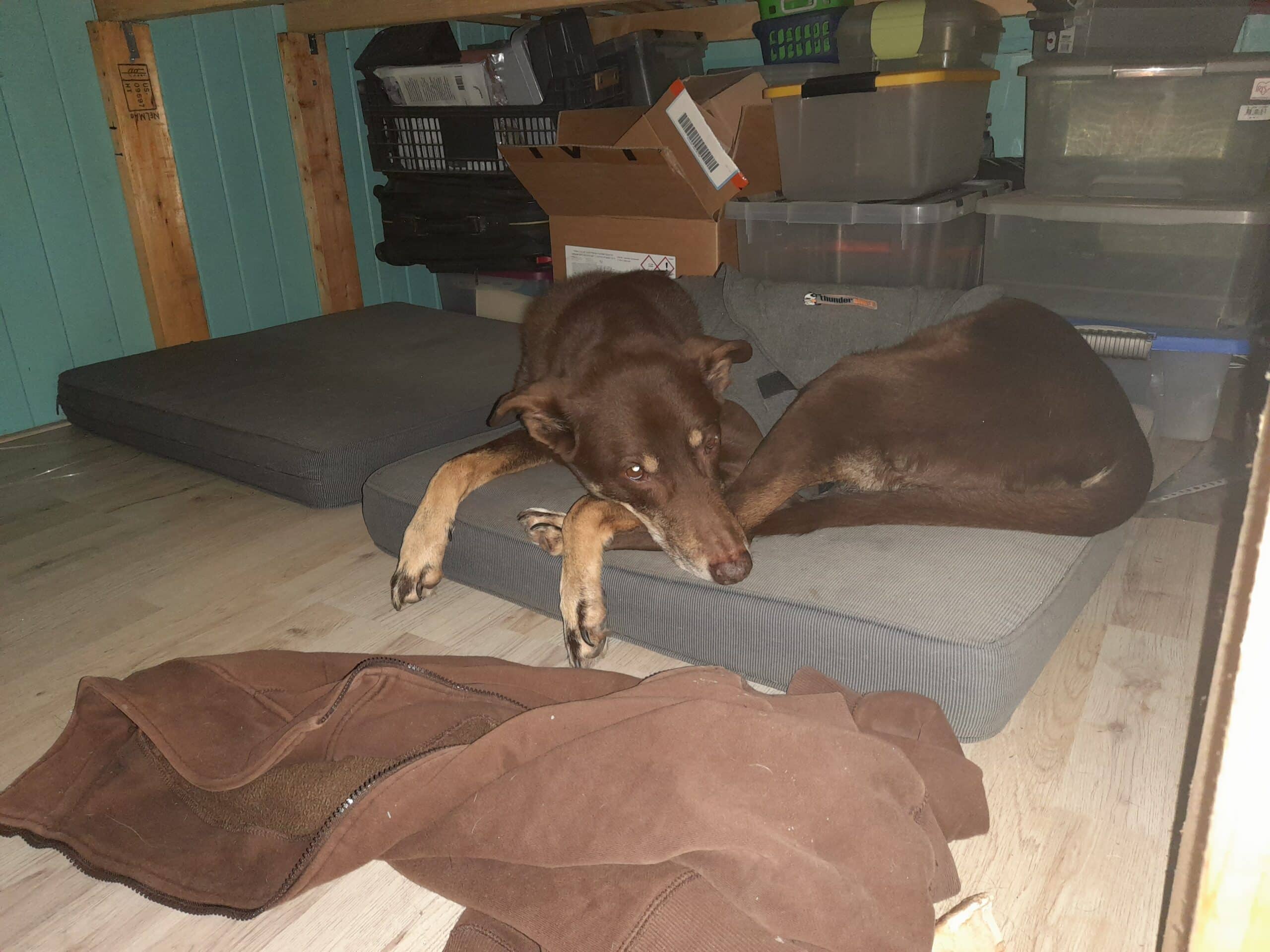20231231_145907 hond met oud en nieuw die onder bed ligt met een thundershirt aan