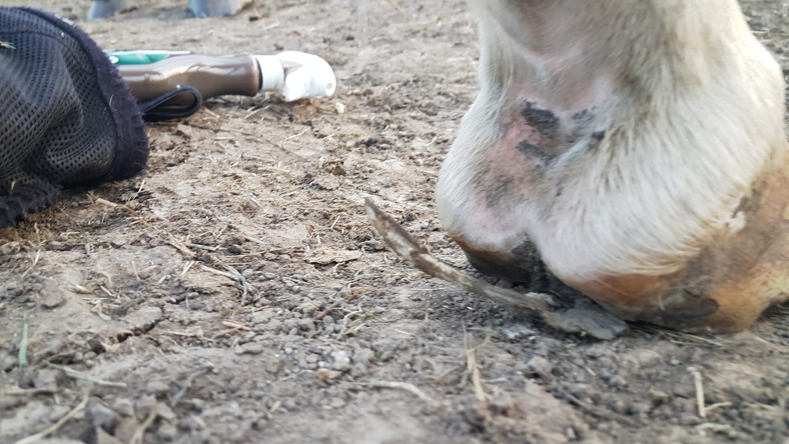 kootholte van een paard met mok