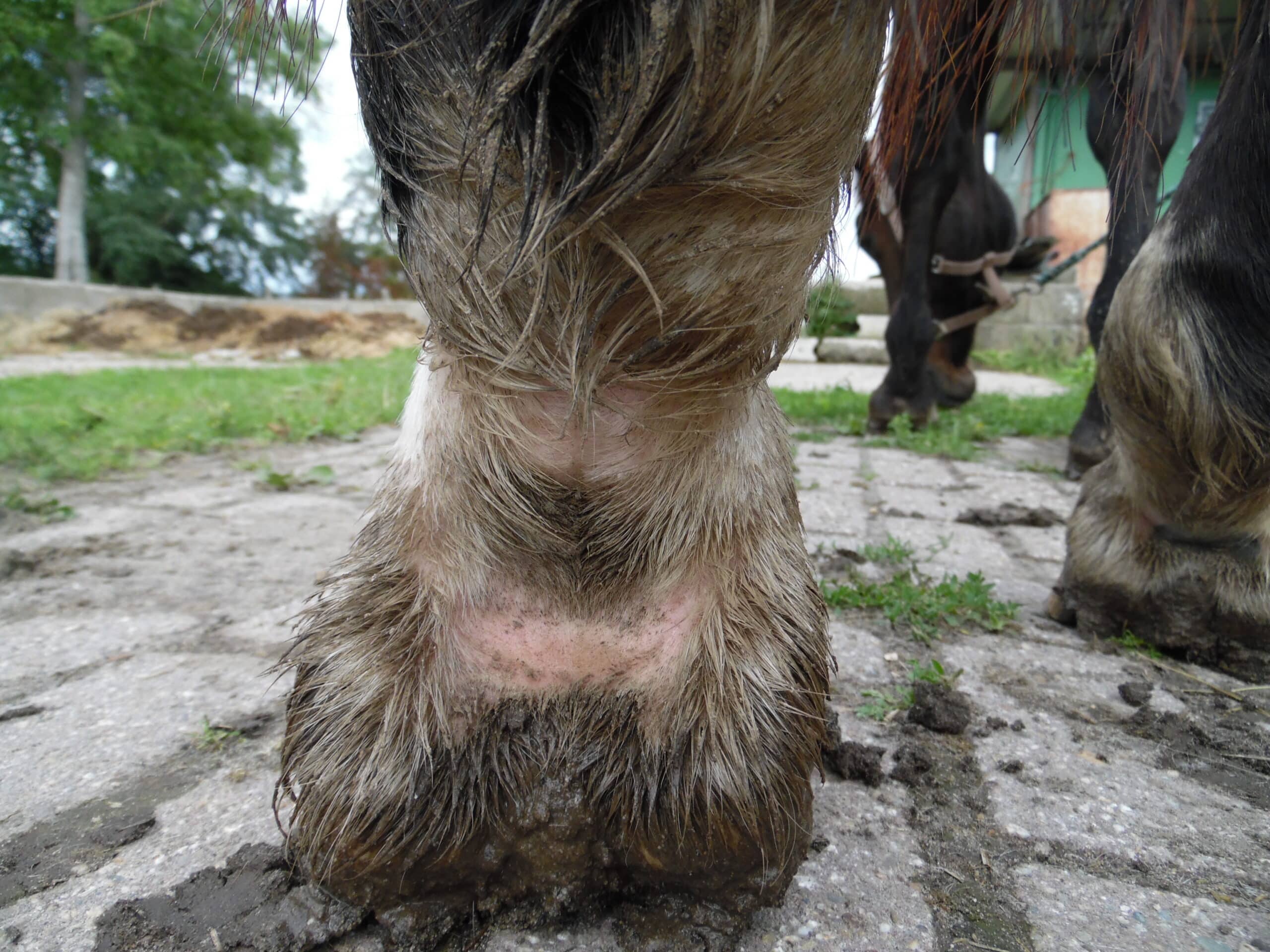 vies paarden been met mok