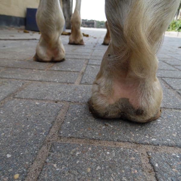 paarden benen met mok