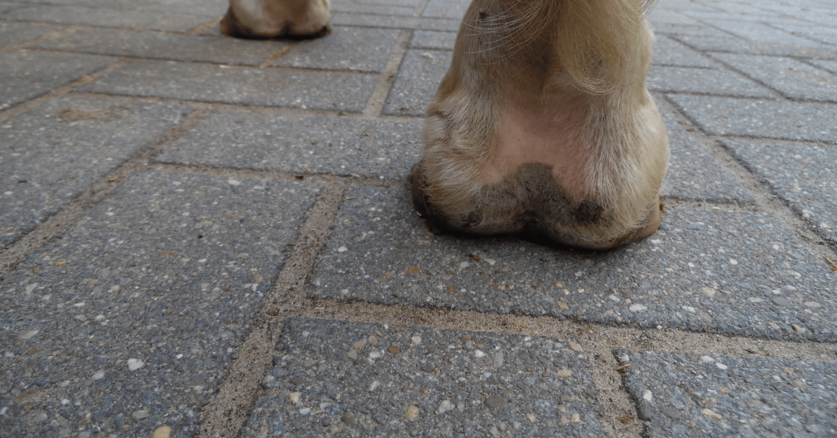 paarden voet met mok