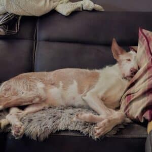 De rustige adoptiehond