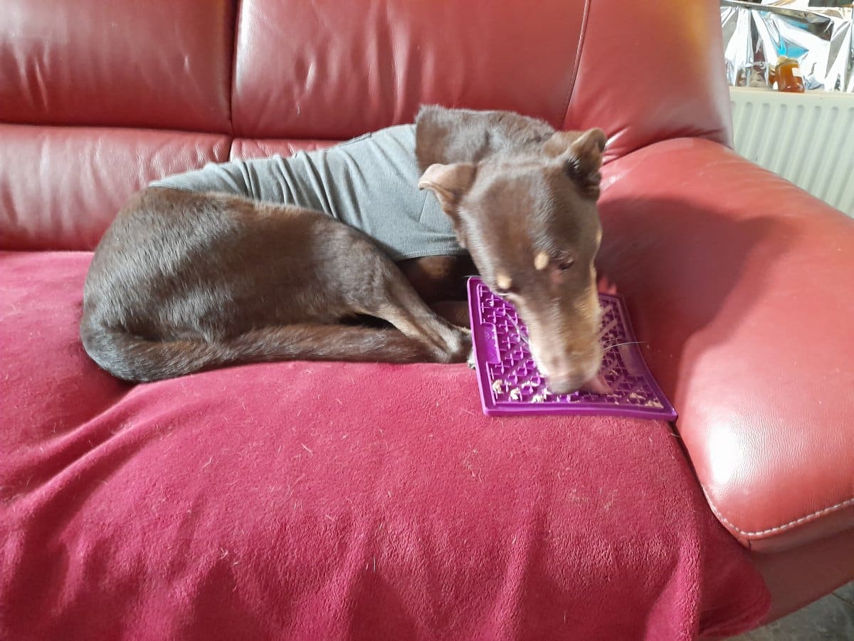 hond met thundershirt en likmat tegen vuurwerkangst