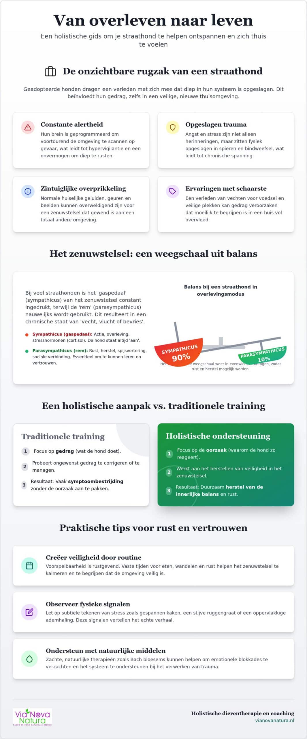 Straathonden helpen ontspannen: tips voor eigenaren