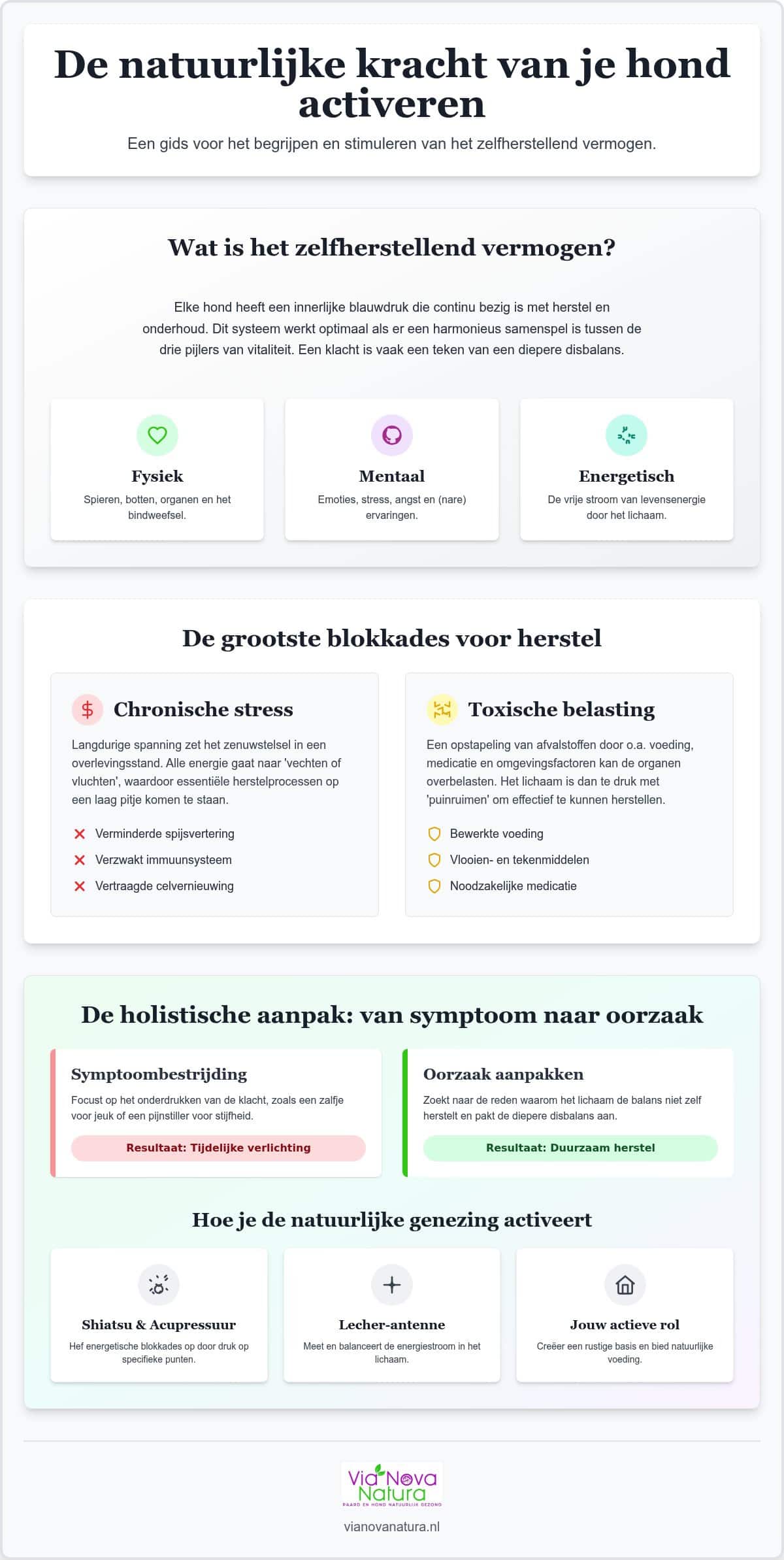 Hoe je het herstellend vermogen van je hond kunt stimuleren: een holistische gids